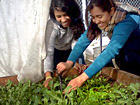 SuperIntern Nya tends to mustard greens at the Secret Garden Farm